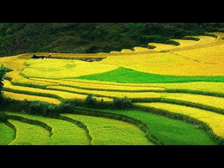 Xu hướng Loại cá được khen